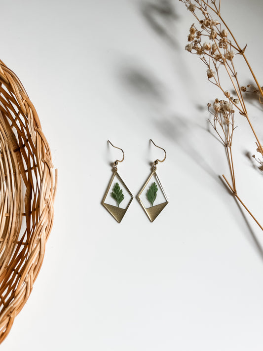 Ferns in Rhombus